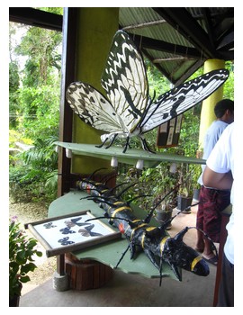 By the entrance to Simply Butterfly center in Bohol Philippines