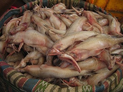 Bombay Duck in Mumbai, India