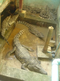 Crocodiles at Dead Fish Tower in Siem Reap, Cambodia