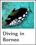 Diving in Sabah, Malaysian Borneo