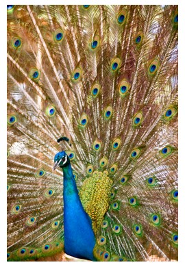 Peacock in India, ©iStockphoto.com/Noam Armonn