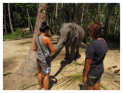 Feeding a baby elephant on Koh Pha Ngan, Thailand