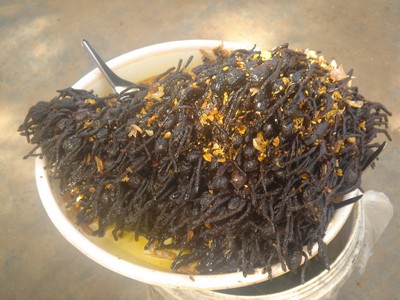 Fried spiders in Cambodia