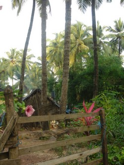 In the jungle of Palolem in India