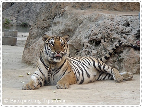 A tiger at the Tiger Temple in Kanchanaburi, Thailand