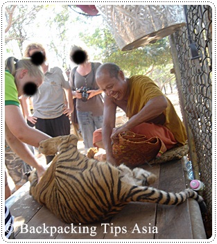 A monk with one of the tigers at The Tiger Temple in Kanchanaburi, Thailand