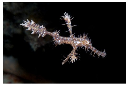 Ghost pipe fish at Kapalai island, Borneo