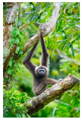 Monkeys in Kota Kinabalu