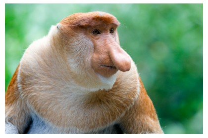 Probiscis monkey in KK, Sabah, Borneo