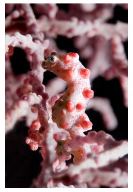 Pygmy seahorse at Mabul island, Borneo