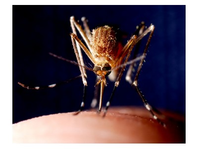 Mosquito biting, ©iStockphoto.com/Christopher Badzioch