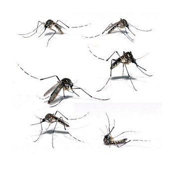 Mosquitoes, ©iStockphoto.com/Vinicius Ramalho Tupinamba