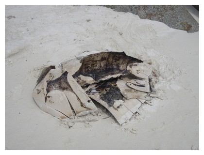 Dead turtle in Perhentian islands, Malaysia