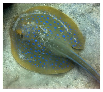 Sting ray, ©iStockphoto.com/Lim Chee Weng