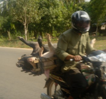 Pigs strapped on the back of a motorcycle in Cambodia