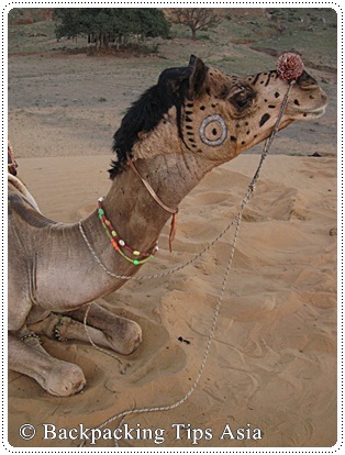 Another camel in Pushkar