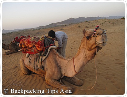 Go cameling in Pushkar, India