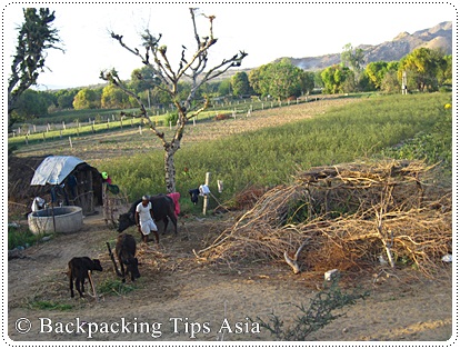 Farmers crops in Pushkar, India