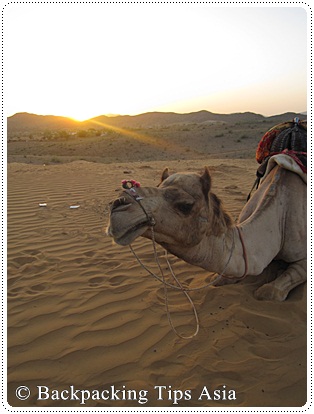 My awesome camel in Pushkar