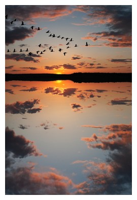 Canadian geese, ©iStockphoto.com/Gord Horne