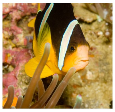 Diving in Oman in Middle East, ©iStockphoto.com/Jonathan Gibbons 