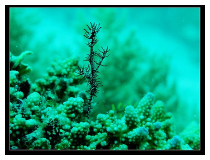 Ghost fish at Sibuan island, Borneo