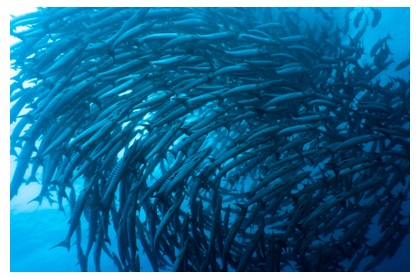 Barracudas at Sipadan