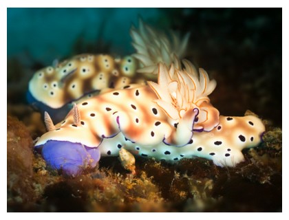 Nudibranches at Sipadan, Borneo