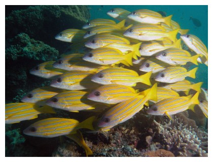 Yellow snappers at Sipadan, Borneo