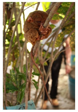 Tarsier in captivity on Bohol