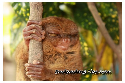 Philippine tarsier up-close on Bohol island in the Philippines