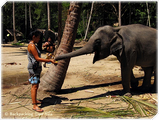 Elephants in Thailand