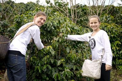 Picking coffee in Northern Thailand