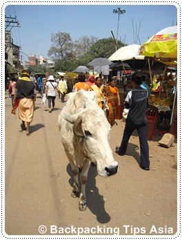 A cow in Varanasi, north India