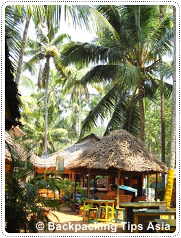 The jungle in Varkala, south India