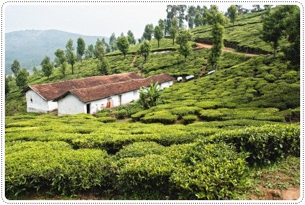 Ooty in Tamil Nadu, south India, ©iStockphoto.com/Michał Włoch