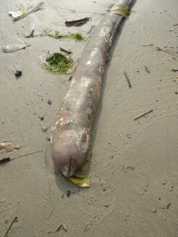 Weird eel in Palolem, India